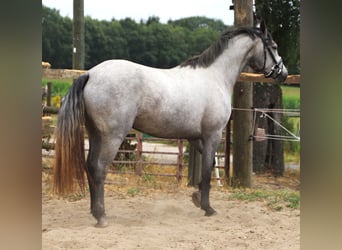 Connemara, Mare, 3 years, 14.3 hh, Grey-Blue-Tan