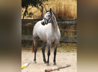 Connemara, Mare, 3 years, 14.3 hh, Grey-Blue-Tan
