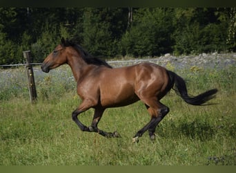 Connemara, Mare, 3 years, 14 hh, Brown