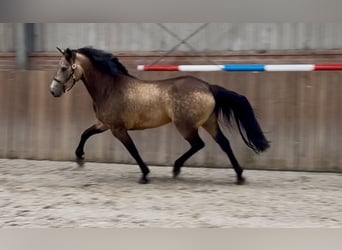 Connemara, Mare, 3 years, 14 hh, Buckskin