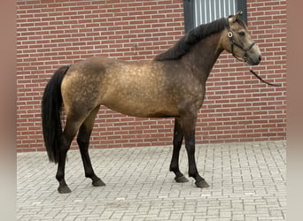 Connemara, Mare, 3 years, 14 hh, Buckskin