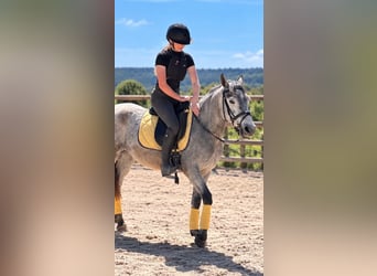 Connemara, Mare, 3 years, 14 hh, Grey