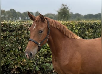 Connemara Mix, Mare, 3 years, 14,1 hh, Chestnut