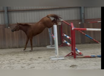 Connemara Mix, Mare, 3 years, 14,1 hh, Chestnut
