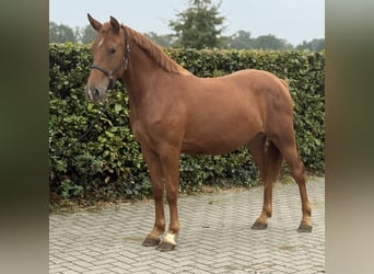 Connemara Mix, Mare, 3 years, 14,1 hh, Chestnut