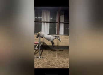 Connemara, Mare, 3 years, 14,1 hh, Grey
