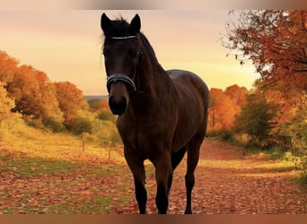 Connemara, Mare, 3 years, 14,2 hh, Brown