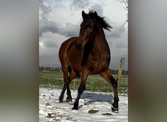 Connemara, Mare, 3 years, 14,2 hh, Brown