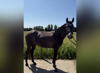 Connemara Mix, Mare, 3 years, 14,3 hh, Gray