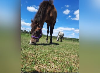 Connemara Mix, Mare, 3 years, 14,3 hh, Gray