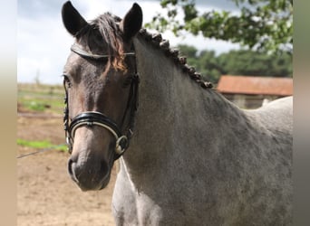 Connemara, Mare, 3 years, Roan-Red