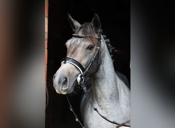 Connemara, Mare, 3 years, Roan-Red