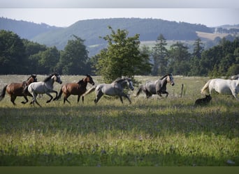 Connemara, Mare, 4 years, 13.1 hh, Grey Connemara, Mare, 4 years, 13.1 hh, Grey