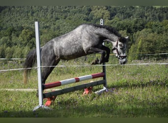 Connemara, Mare, 4 years, 13.1 hh, Grey Connemara, Mare, 4 years, 13.1 hh, Grey