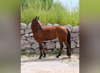 Connemara, Mare, 4 years, 13.2 hh, Brown