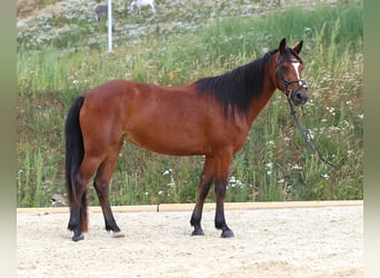 Connemara, Mare, 4 years, 13.2 hh, Brown