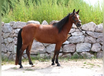 Connemara, Mare, 4 years, 13.2 hh, Brown