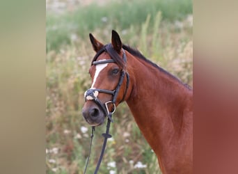 Connemara, Mare, 4 years, 13.2 hh, Brown