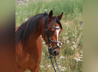 Connemara, Mare, 4 years, 13.2 hh, Brown