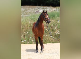 Connemara, Mare, 4 years, 13.2 hh, Brown