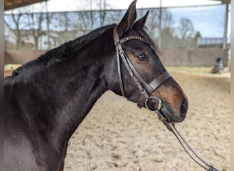 Connemara, Mare, 4 years, 13,2 hh, Brown