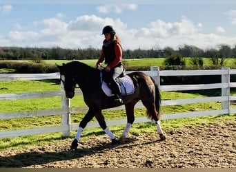 Connemara, Mare, 4 years, 13,3 hh, Brown