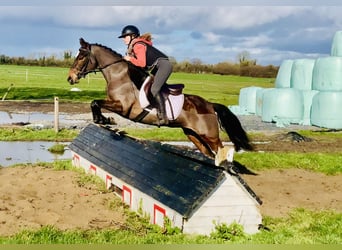 Connemara, Mare, 4 years, 13,3 hh, Brown