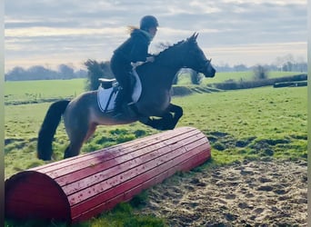 Connemara, Mare, 4 years, 13,3 hh, Dun