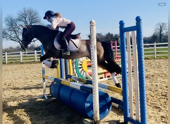 Connemara, Mare, 4 years, 13,3 hh, Dun