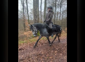 Connemara Mix, Mare, 4 years, 13.3 hh, Grey-Red-Tan