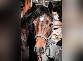 Connemara, Mare, 4 years, 13,2 hh, Brown