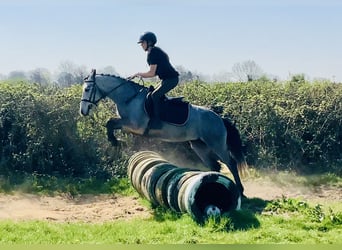 Connemara, Mare, 4 years, 13,2 hh, Gray