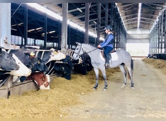 Connemara, Mare, 4 years, 13,2 hh, Gray