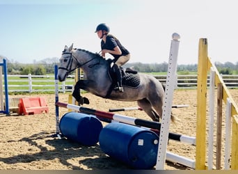 Connemara, Mare, 4 years, 13,2 hh, Gray