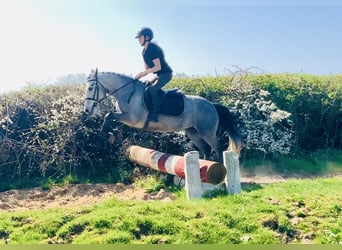 Connemara, Mare, 4 years, 13,2 hh, Gray