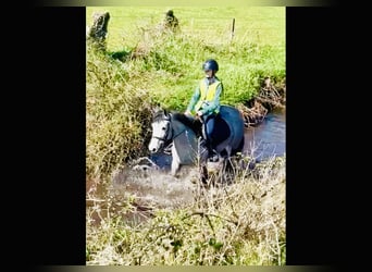 Connemara, Mare, 4 years, 13,2 hh, Gray