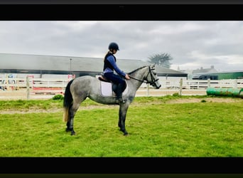 Connemara, Mare, 4 years, 13,2 hh, Gray
