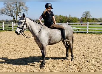 Connemara, Mare, 4 years, 13,2 hh, Gray