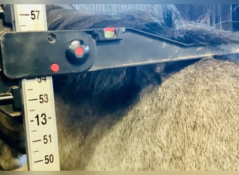Connemara, Mare, 4 years, 13,2 hh, Gray