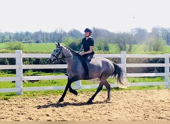 Connemara, Mare, 4 years, 13,2 hh, Gray