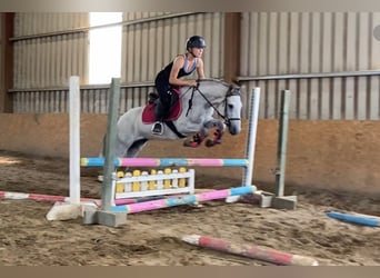 Connemara, Mare, 4 years, 13,2 hh, Grey