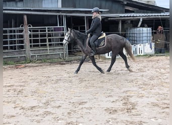 Connemara, Mare, 4 years, 13,2 hh