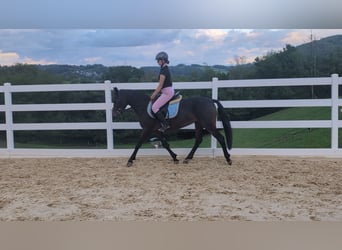Connemara, Mare, 4 years, 14.1 hh, Brown