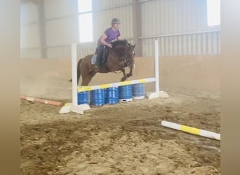 Connemara, Mare, 4 years, 14.1 hh, Brown