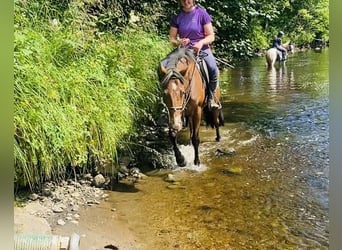 Connemara, Mare, 4 years, 14.1 hh, Brown