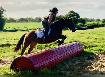 Connemara, Mare, 4 years, 14,1 hh, Brown