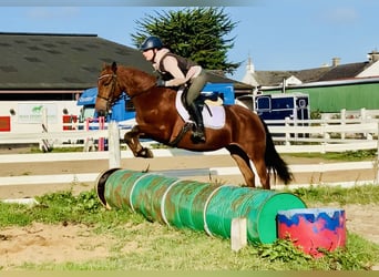 Connemara, Mare, 4 years, 14,1 hh, Brown