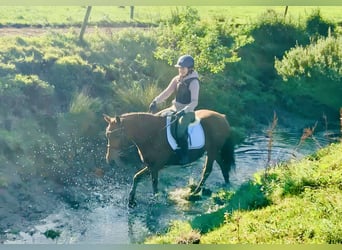 Connemara, Mare, 4 years, 14,1 hh, Brown