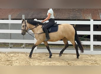 Connemara, Mare, 4 years, 14.1 hh, Dun