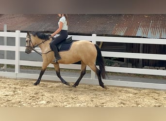 Connemara, Mare, 4 years, 14.1 hh, Dun